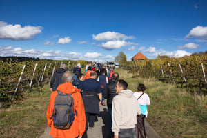 SCHLENDER.WEINPROBE durch die WEINBERG