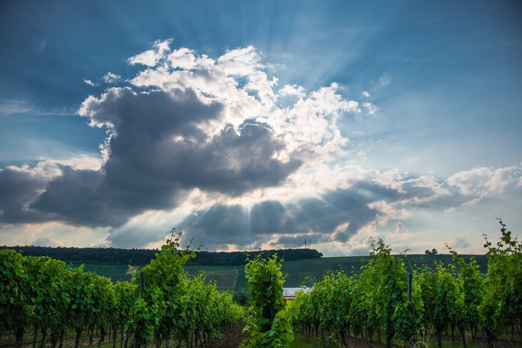 2022 RED BLEND gradnaus