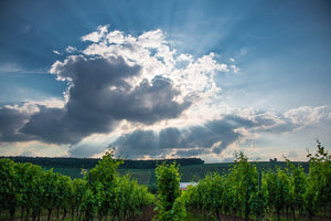 2022 RED BLEND gradnaus